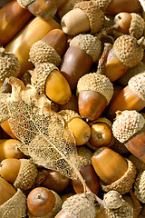 Image showing ripe acorns