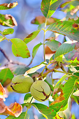 Image showing ripe walnut on tree