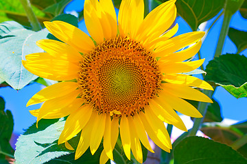 Image showing Large flower sunflower with leaves. Presents closeup.