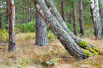 Image showing Forest landscape in the early autumn.