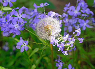 Image showing Ripe dandelion among blooming violets.