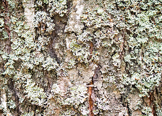 Image showing The trunk of an old tree foreground ( background image).