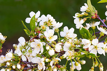 Image showing Branch of blossoming cherry against a green garden