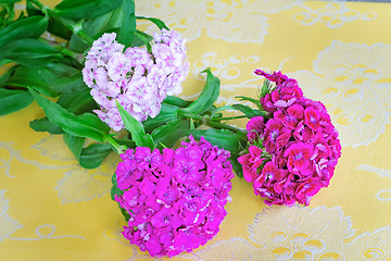 Image showing Beautiful bright pink flowers of a carnation. Are presented by a