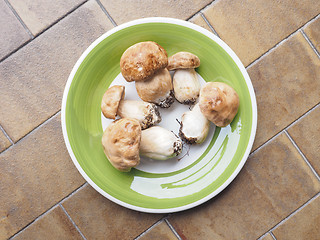 Image showing Porcini Mushroom