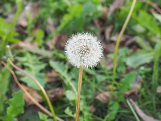 Image showing Dandelion flower