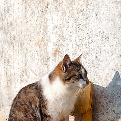 Image showing cat sitting on the yellow chair 