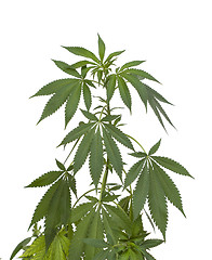 Image showing Marijuana plant