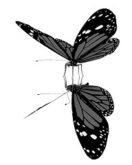 Image showing Butterfly