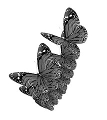 Image showing Butterflies