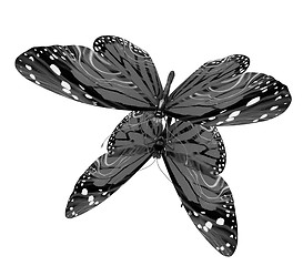 Image showing Butterfly