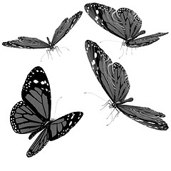 Image showing Butterflies