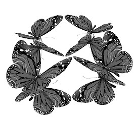 Image showing Butterflies