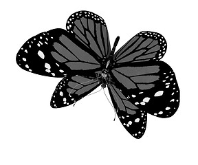 Image showing Butterfly