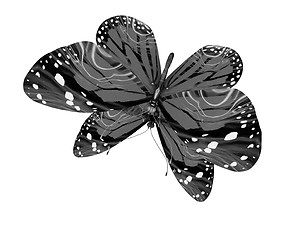 Image showing Butterfly