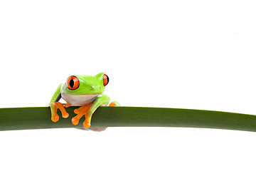 Image showing tree frog on a leaf