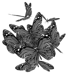 Image showing Butterflies