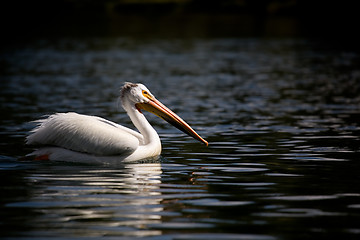 Image showing pelican - yellowstone national park