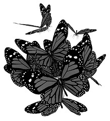 Image showing Butterflies