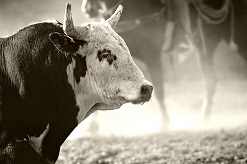 Image showing rodeo bull