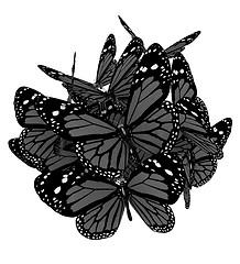 Image showing Butterflies