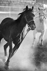 Image showing horses running loose at rodeo