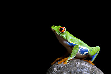 Image showing frog on rock isolated black