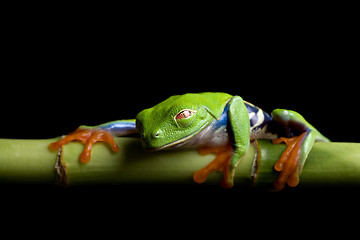 Image showing frog at rest, isolated black