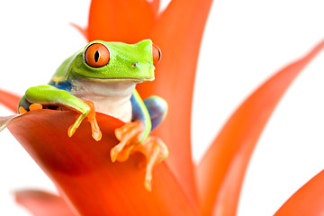 Image showing frog on his throne
