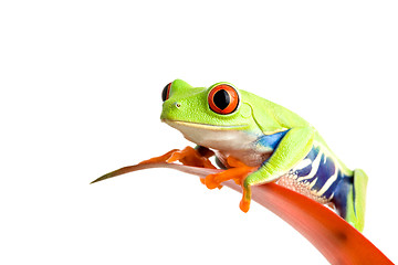 Image showing frog on guzmania