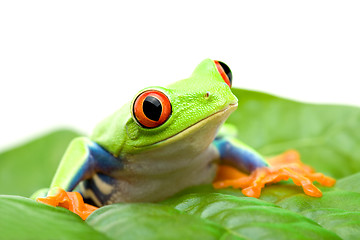 Image showing frog on a leaf