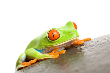 Image showing red-eyed tree frog