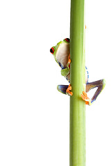 Image showing frog behind plant isolated white