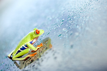 Image showing frog climbing glass