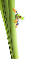 Image showing frog on plant isolated white