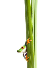 Image showing frog on plant isolated white