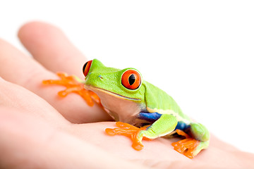 Image showing frog in hand isolated on white