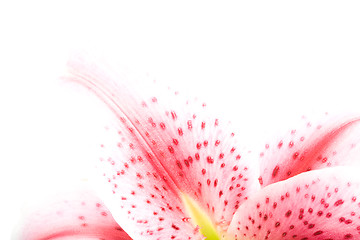 Image showing flower corner isolated on white