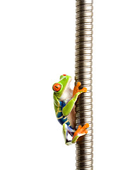 Image showing frog climbing on metal isolated on white