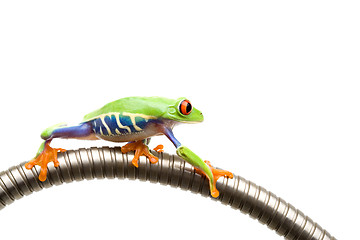 Image showing frog climbing on tube isolated white