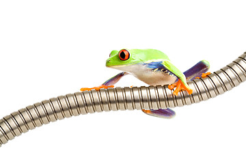 Image showing red-eyed tree frog on tubing isolated