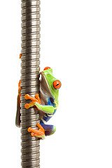 Image showing frog on metal spiral isolated