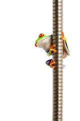 Image showing red-eyed tree frog