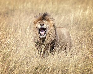 Image showing East African Lion (Panthera leo nubica)