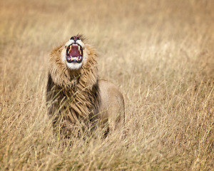 Image showing East African Lion