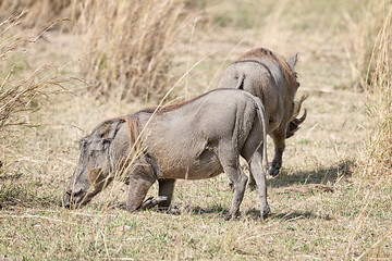 Image showing Central African warthog