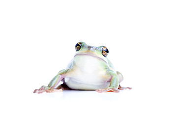 Image showing frog isolated on white