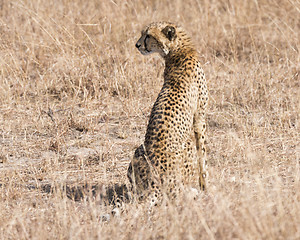 Image showing African cheetah