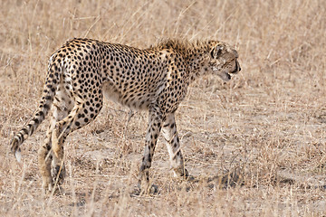 Image showing cheetah