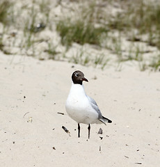 Image showing Seagull